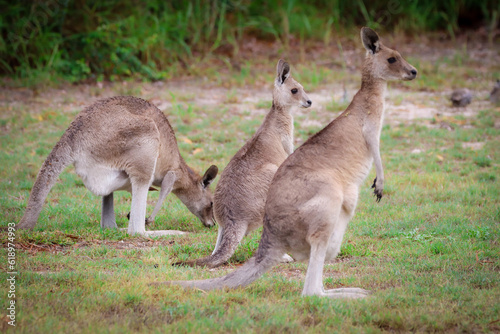 Kangaroo