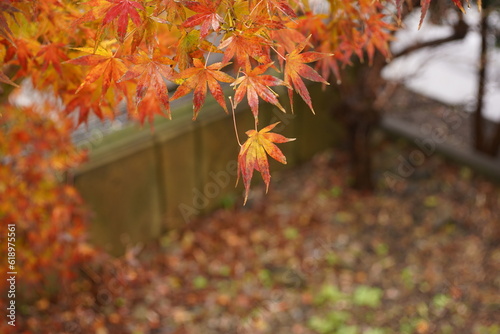 紅葉　落ち葉　もみじ　秋　枯葉