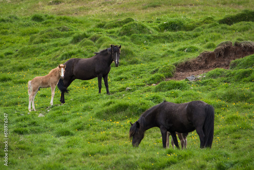 Icelandic Horses and Foals © RacheleB
