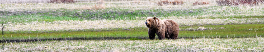 Portrait of a coastal brown bear, grizzly bear, grazing on sedges in the intertidal zone in Lake Clark National Park, summer in Alaska
