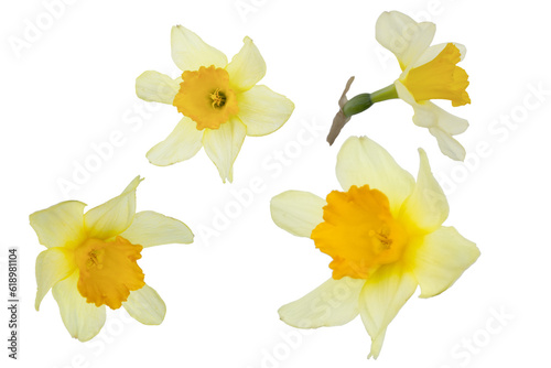Yellow spring flowers daffodils isolated on white background. Narcissus flowers