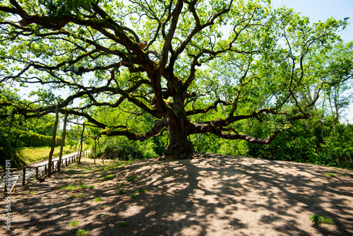 The Oak of the Witches - Italy photo