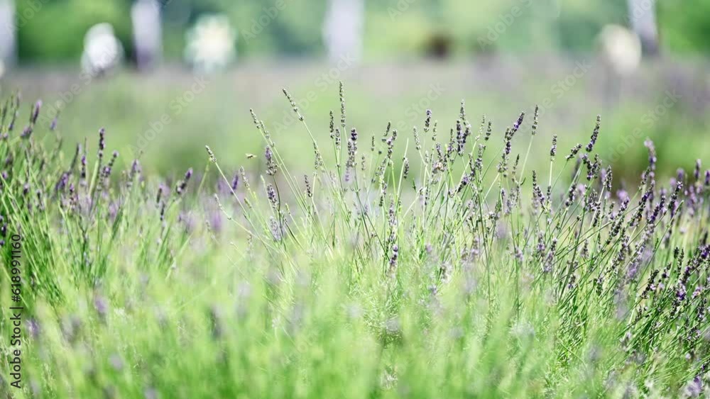 ラベンダー畑の風景を楽しむ人々 ラベンダー畑の風景を楽しむ人々