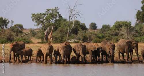 A family of elephants drink water in the savannah