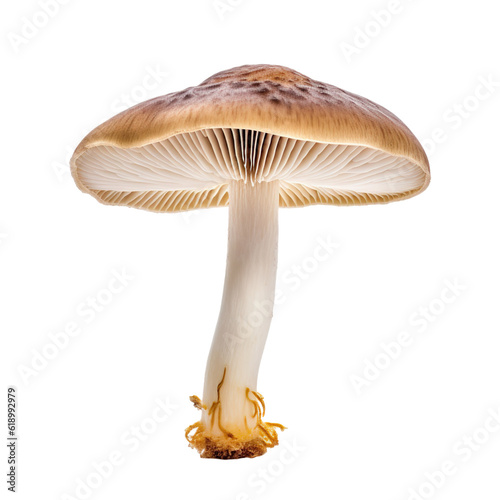 Fotografia front view of Mushroom vegetable isolated on transparent white background