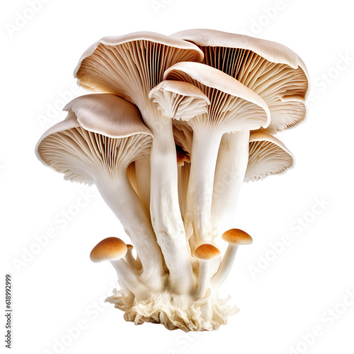 front view of mushroom vegetable isolated on transparent white background photo
