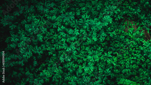 Herb wall, plant wall, natural green wallpaper and background. nature wall. Nature background of green forest