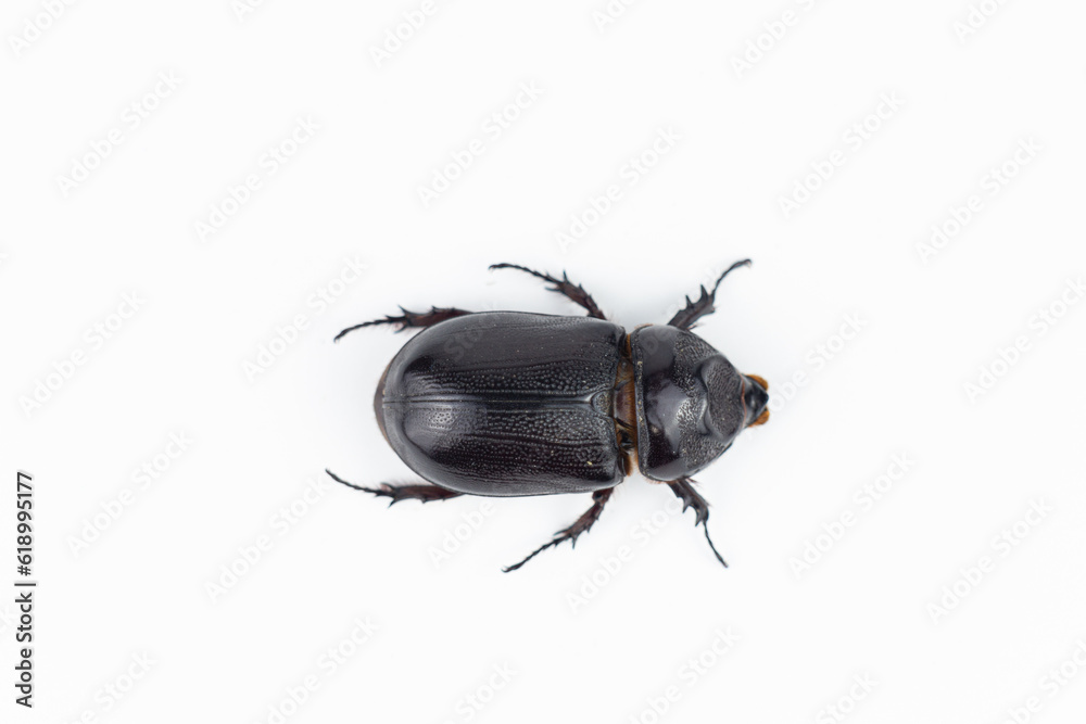 Male rhinoceros beetle isolated on white background, clipping path included