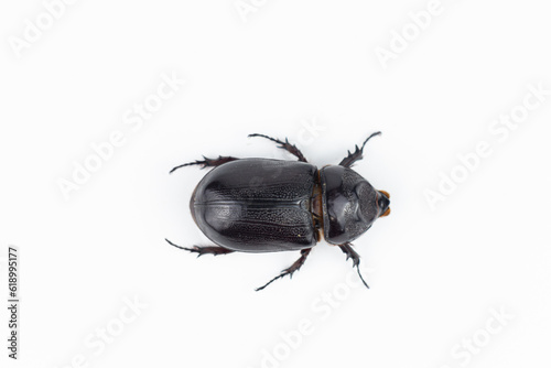 Male rhinoceros beetle isolated on white background, clipping path included