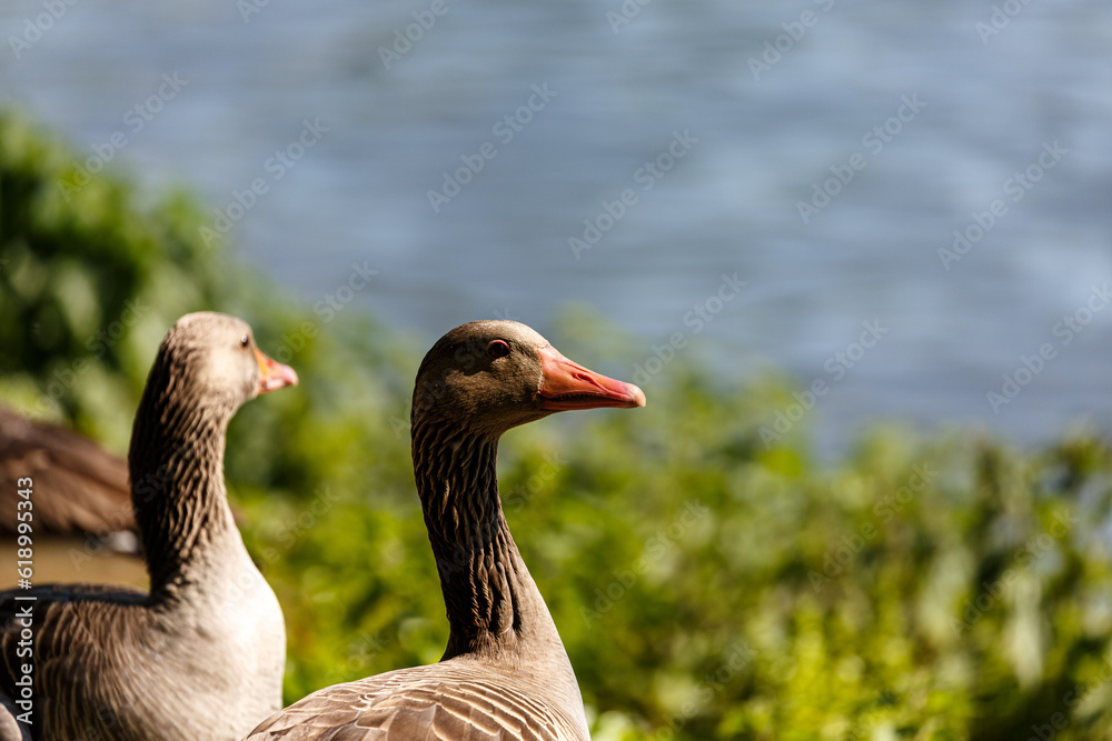 Egyptian geese on grass field near to a lake Egyptian geese on grass field near to a lake