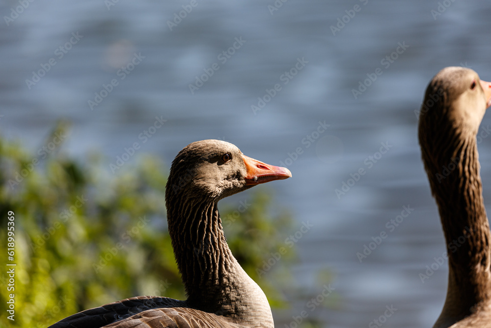 Obraz premium Egyptian geese on grass field near to a lake