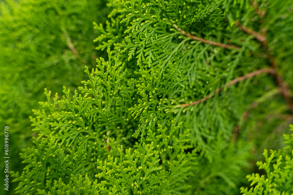 Closeup of cypress tree branch in the hedge in garden. Green leaves background, fresh summer cypress leaves. Texture of Pine branch.