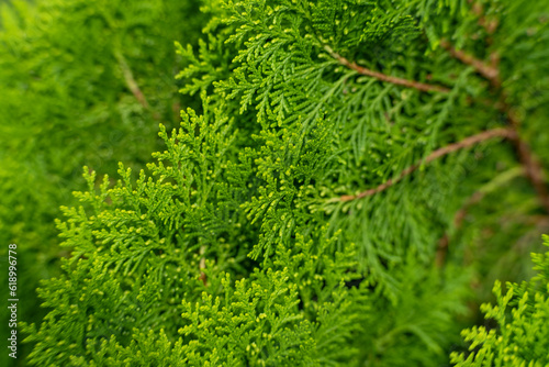 Closeup of cypress tree branch in the hedge in garden. Green leaves background  fresh summer cypress leaves. Texture of Pine branch.