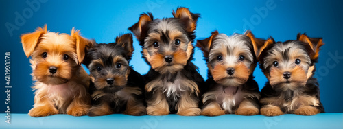 Group of Yorkshire Terrier puppies in a row on blue background.