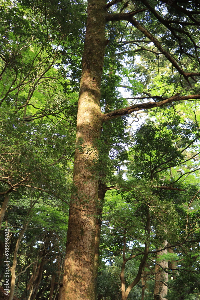 Fototapeta premium 大山登山道付近にある大木を見上げる