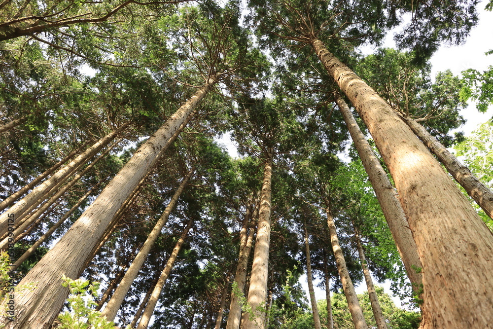 Fototapeta premium 大山の登山道にある杉の木を見上げる