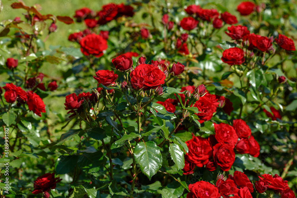 Beautiful Red roses bush in the garden. Growing roses in the garden