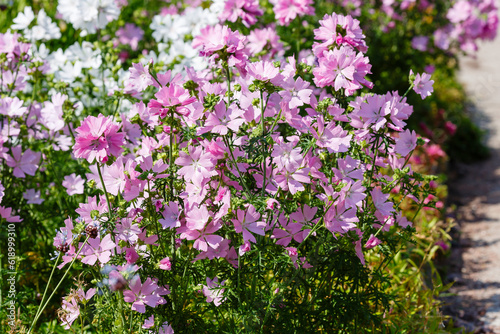 Valokuva Musky mallow , or musky mallow (lat