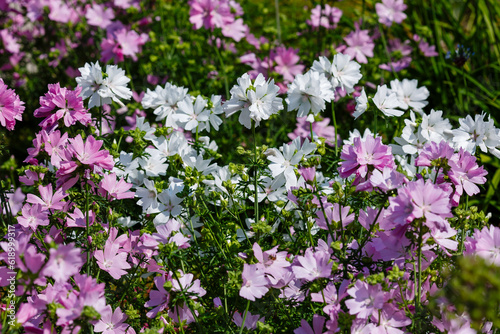 Valokuva Musky mallow , or musky mallow (lat