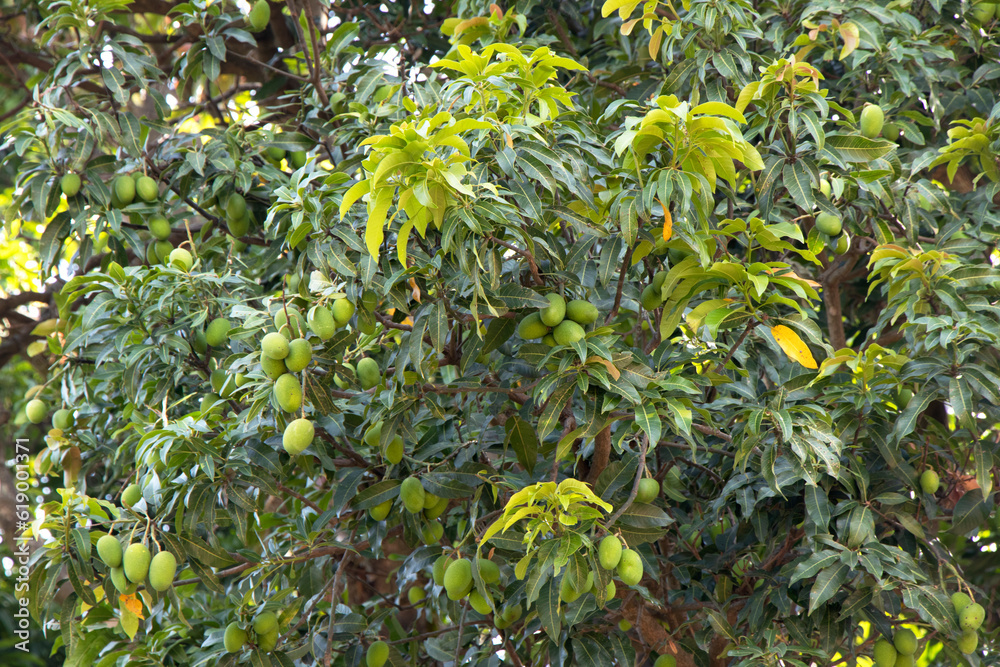 Image of Mango tree with fruits 