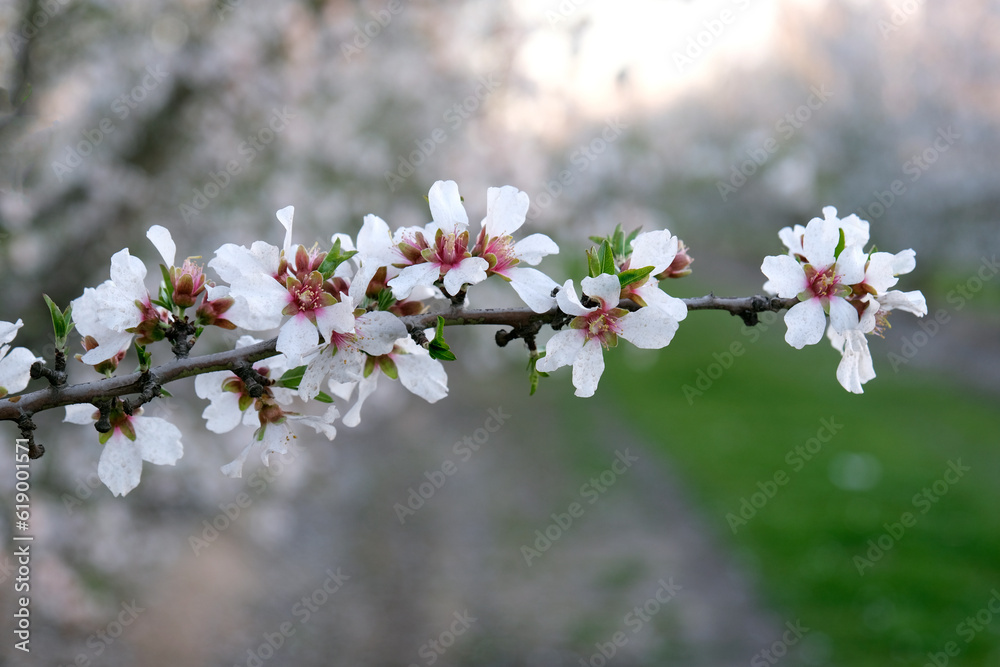 The Breathtaking Beauty of Fully Opened Almond Trees in California: Blossoming Flowers Ready for Pollination and a Bountiful Crop The Breathtaking Beauty of Fully Opened Almond Trees in California: Blossoming Flowers Ready for Pollination and a Bountiful Crop