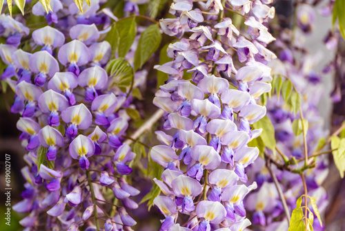 Blooming Wisteria Sinensis with scented classic purple flowersin full bloom in hanging racemes closeup. Garden with wisteria in spring