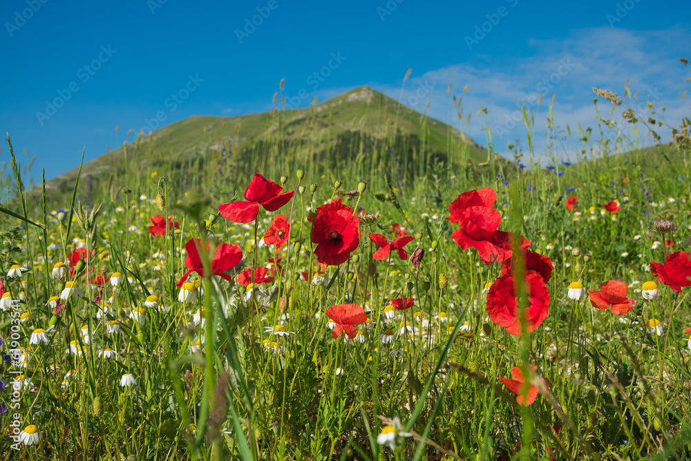 View of wild flowering in the italian apennines, Europe View of wild flowering in the italian apennines, Europe