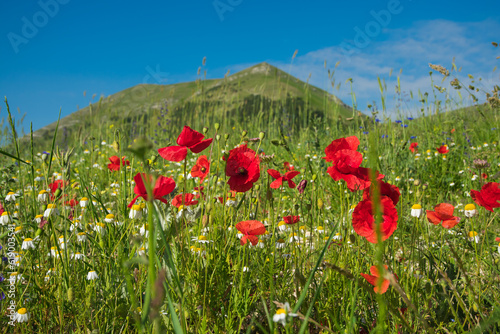 View of wild flowering in the italian apennines, Europe