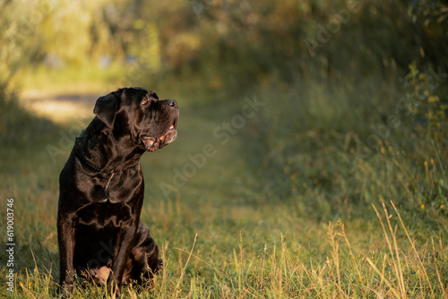 Cane Corso sitting on grass and looking up