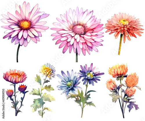 Watercolor Illustration Set of chrysanthemum Flowers  Leaves and Branches