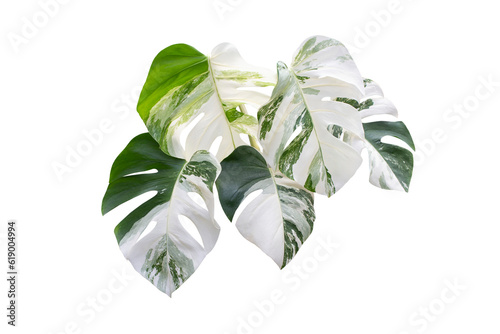 Monstera Albo variegated leaves  isolated on transparent background and PNG file photo
