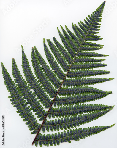 Male fern - Dryopteris filix-mas - frond face down showing the sori photo