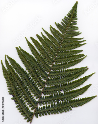 Male fern - Dryopteris filix-mas - frond face up photo