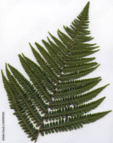 Male fern - Dryopteris filix-mas - frond face up