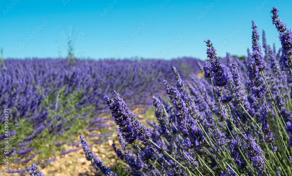 Obraz premium Campo cultivado con la hermosa flor de color púrpura de lavanda en tierras de Castilla y León, España