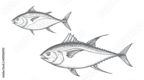 Hand drawn sketch tuna fish set. Skipjack and Athlantic Blue Fin tuna. Best for menu and fish marketch designs. Retro vintage vector illustrations.
