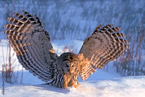 Barred Owl  ( Strix varia ) in winter, wings spread, about to catch prey in the snow.