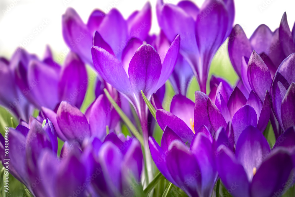 purple crocuses in grass purple crocuses in grass