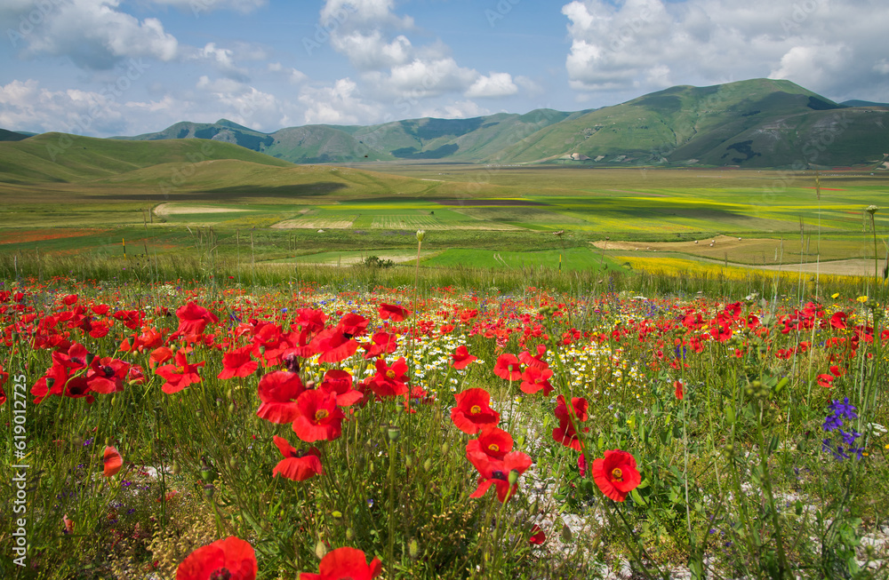Panoramic view of Pian Grande with the wild flowering in June 2023, Umbria region, Italy