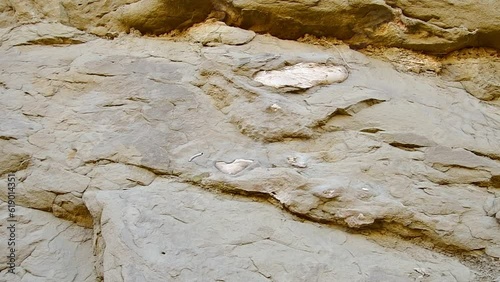 Close up southern elephant fossilized shoulder bones remains in rocks in pantishara valley. Vashlovani national park.Georgia. Prehistoric animals remains in caucasus photo