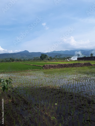 rice field in the morning