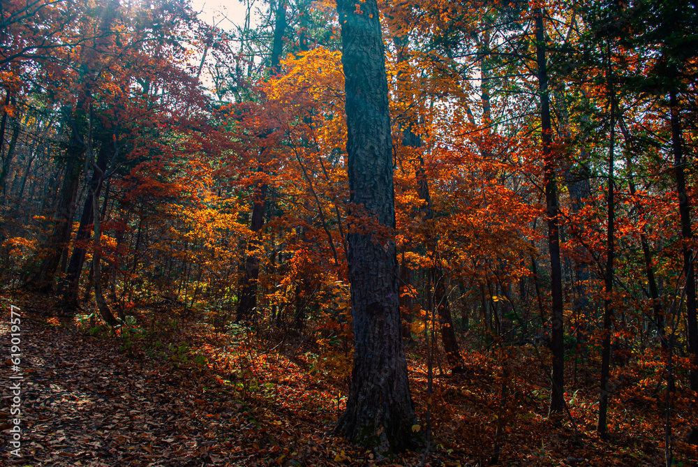 Beautiful autumn background. Forest vacation. Tourism and hiking. Beautiful autumn background. Forest vacation. Tourism and hiking.