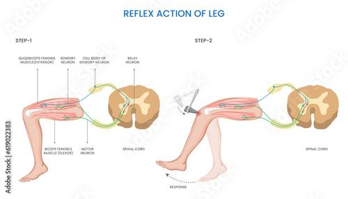 Leg reflex action,  Involuntary, rapid response to sensory stimulation photo