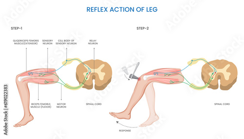 Leg reflex action,  Involuntary, rapid response to sensory stimulation