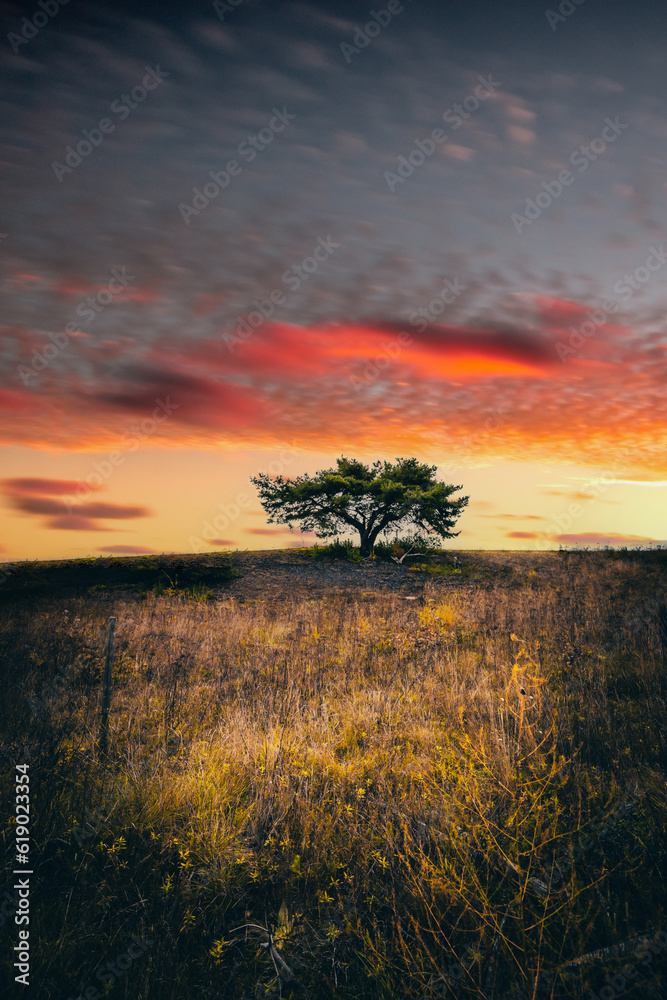 Single tree in a beautiful barren landscape in Germany. sunrise