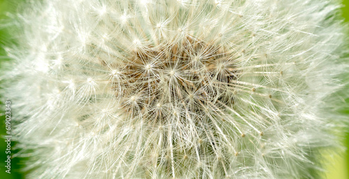 blooming dandelion in the sun