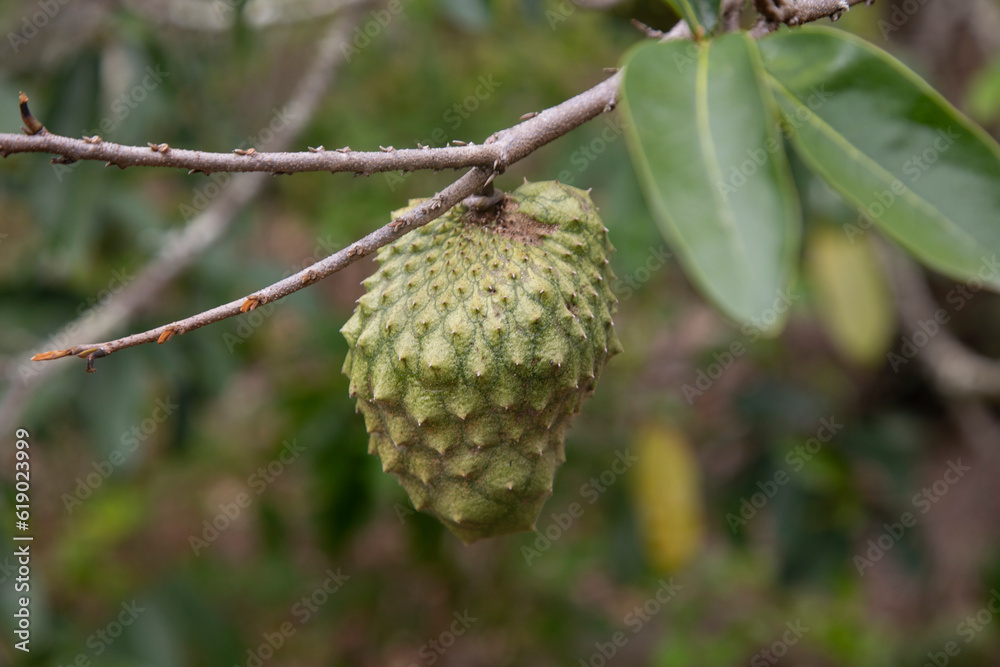 Annona muricata, soursop or graviola is a tree in the Annonaceae family. Originally from Central and South America, it is cultivated for its edible fruits in many countries with a tropical climate. Annona muricata, soursop or graviola is a tree in the Annonaceae family. Originally from Central and South America, it is cultivated for its edible fruits in many countries with a tropical climate.