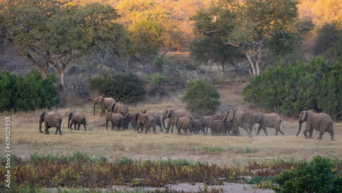 African elephant breeding herd on the move