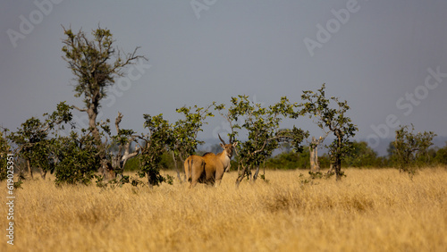 an eland antelope in the wild