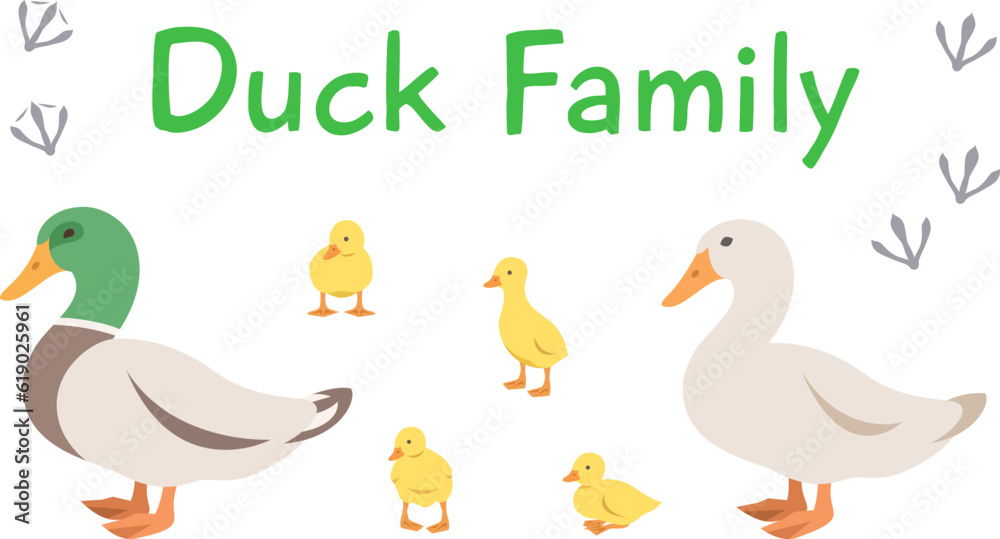 Duck, drake and ducklings in different poses. Flat vector cartoon illustration. Isolated on white. Domestic farm livestock birds family, poultry, male and female with offspring. Full length, side view Duck, drake and ducklings in different poses. Flat vector cartoon illustration. Isolated on white. Domestic farm livestock birds family, poultry, male and female with offspring. Full length, side view